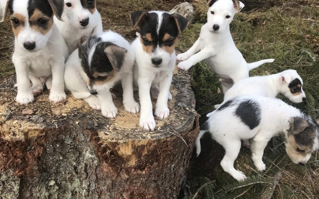 Hej och välkommen till Sveriges Jack Russell Terrier klubb