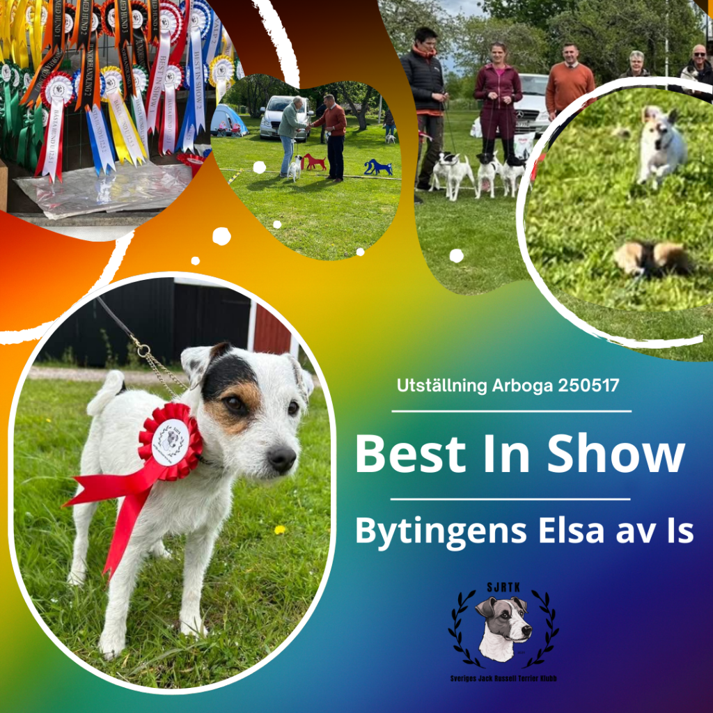 Best In Show